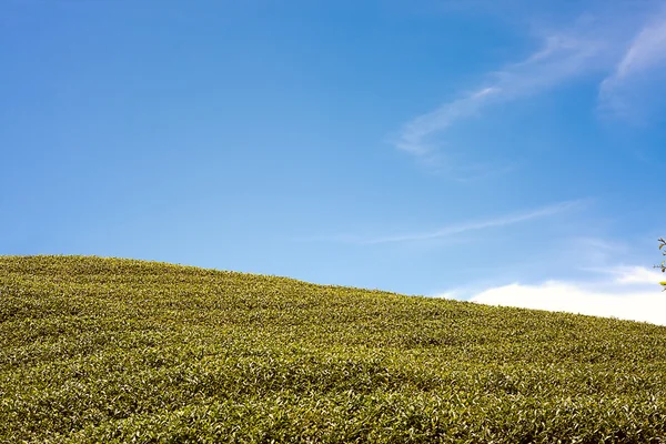 stock image Ba Gua Tea garden in mid of Taiwan