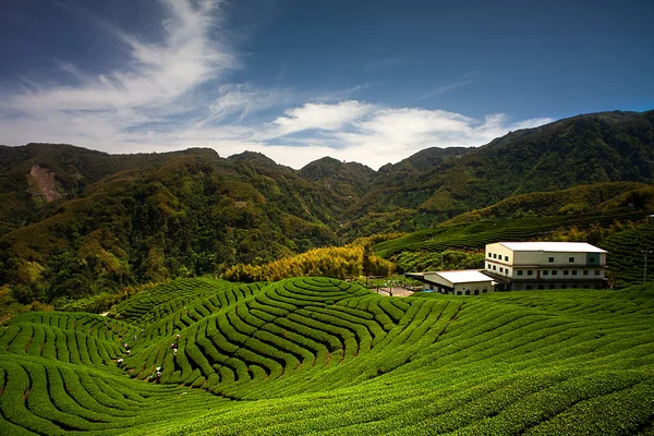 stock image Ba Gua Tea garden in mid of Taiwan