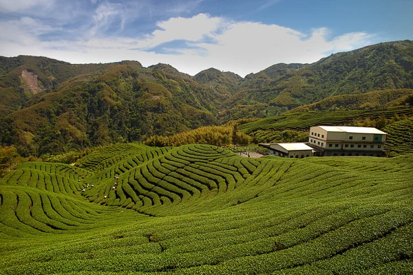 stock image Ba Gua Tea garden in mid of Taiwan