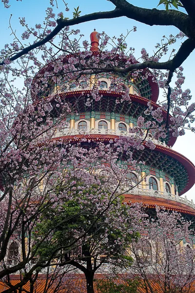 Sakura e tempio — Foto Stock