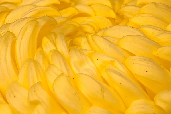 Närbild gula krysantemum i gardan — Stockfoto