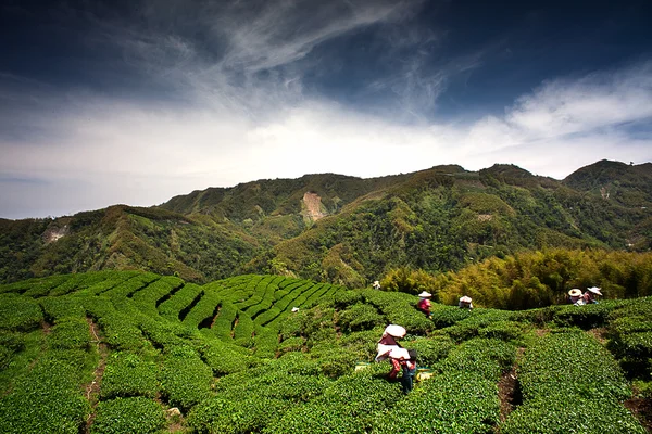 Ba gua tea kert közepén Tajvan — Stock Fotó
