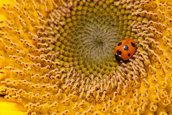Ayçiçeği ve ladybirds — Stok fotoğraf