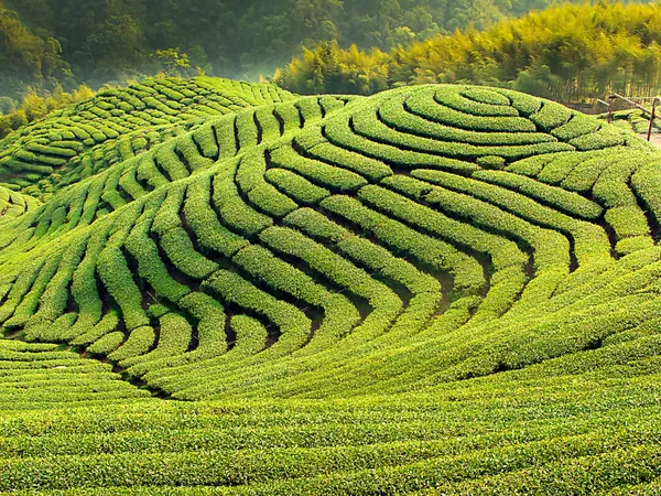 Чайный сад Ба Гуа в середине Тайваня — стоковое фото