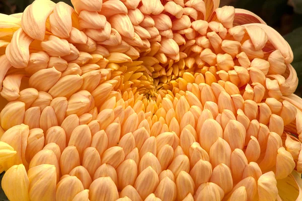 Close up Yellow Chrysanthemum in gardan — Stock Photo, Image