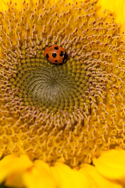 Ayçiçeği ve ladybirds — Stok fotoğraf