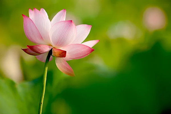 아름 다운 연꽃 — 스톡 사진