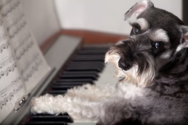 minyatür schnauzer