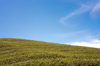 ba gua çay bahçesi orta Tayvan, bilinen bir çok ünlü burası