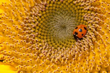 Sunflower and ladybirds clipart