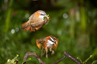 Anne pomatorhinus ruficollis onu besleyen kurt bebekler