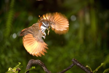 Anne pomatorhinus ruficollis onu besleyen kurt bebekler