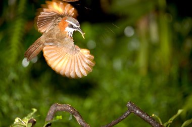 Anne pomatorhinus ruficollis onu besleyen kurt bebekler