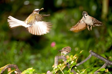 Mother Pomatorhinus ruficollis feeding h clipart