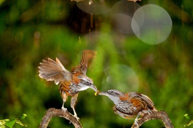 Anne pomatorhinus ruficollis onu besleyen kurt bebekler