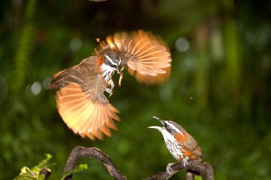 Anne pomatorhinus ruficollis onu besleyen kurt bebekler