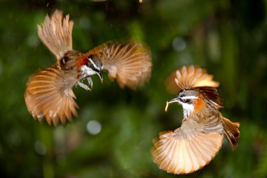 Anne pomatorhinus ruficollis bebeklerini besleme