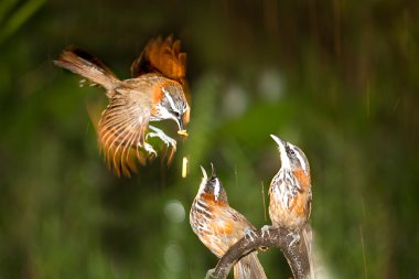 Anne pomatorhinus ruficollis bebeklerini besleme