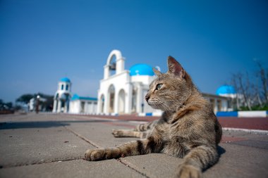 Mavi gökyüzü ile bir kedi ile Yunan mimarisi