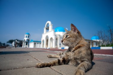 Greek Architecture with bule sky with a cat clipart