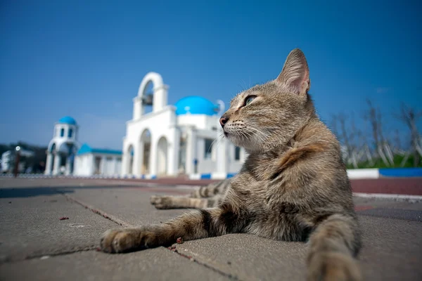 希腊建筑与猫 — 图库照片