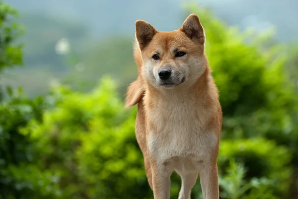 Shiba inu pies — Zdjęcie stockowe