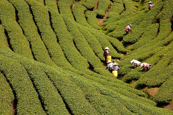 Ба Гуа чайному саду в середині Тайваню, це дуже відомий район відомий — стокове фото