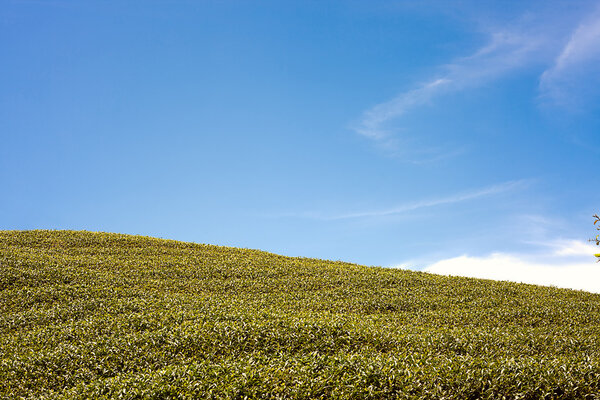 Ba Gua Tea garden in mid of Taiwan, This is the very famous area known for