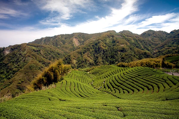 Ба Гуа чайному саду в середині Тайваню, це дуже відомий район відомий — стокове фото