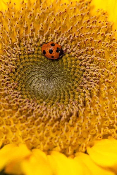 Zonnebloem en lieveheersbeestjes — Stockfoto
