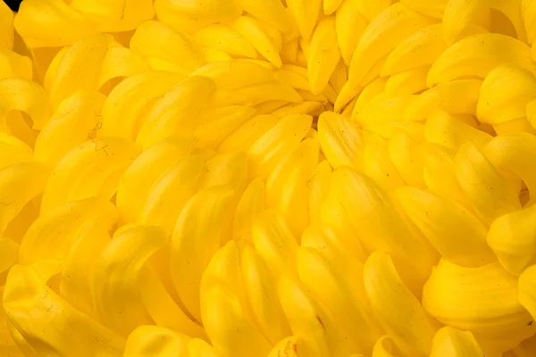 Закройте жёлтую Хризантему — стоковое фото