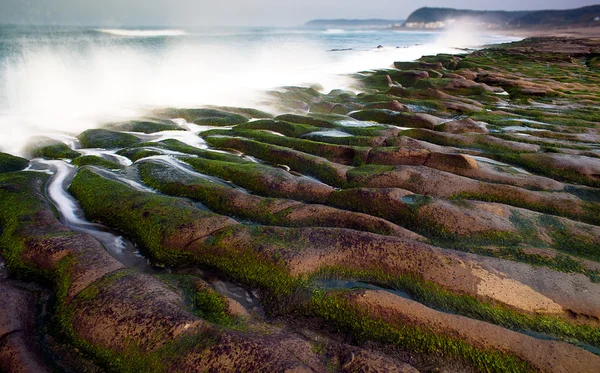 Rocky Seacoast llena de algas verdes —  Fotos de Stock