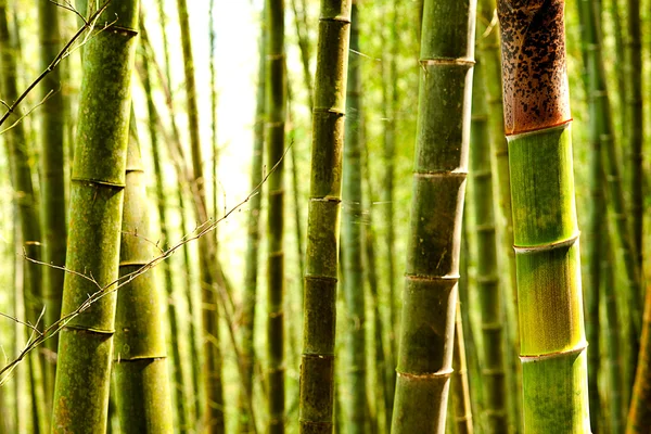 É um bambu de cor amarela muito especial para uso de textura — Fotografia de Stock