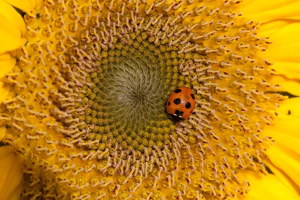 Sonnenblume und Marienkäfer — Stockfoto