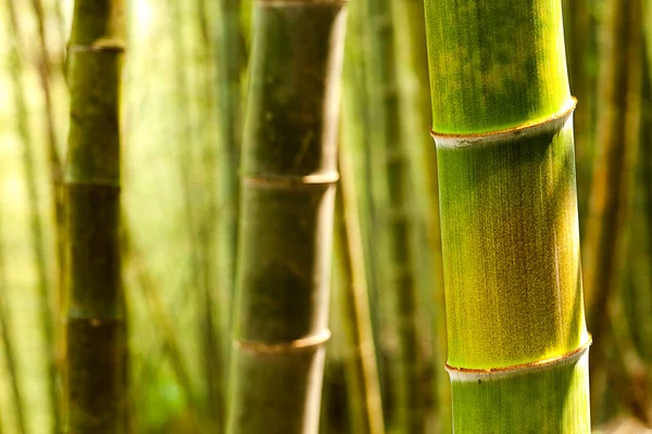 É um bambu de cor amarela muito especial para uso de textura — Fotografia de Stock