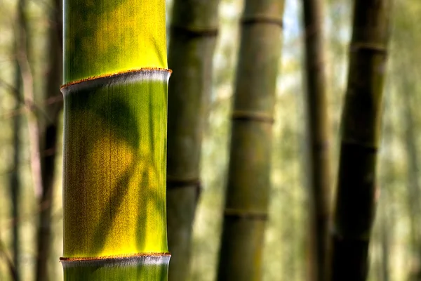 Es un bambú de color amarillo muy especial para el uso de textura — Foto de Stock