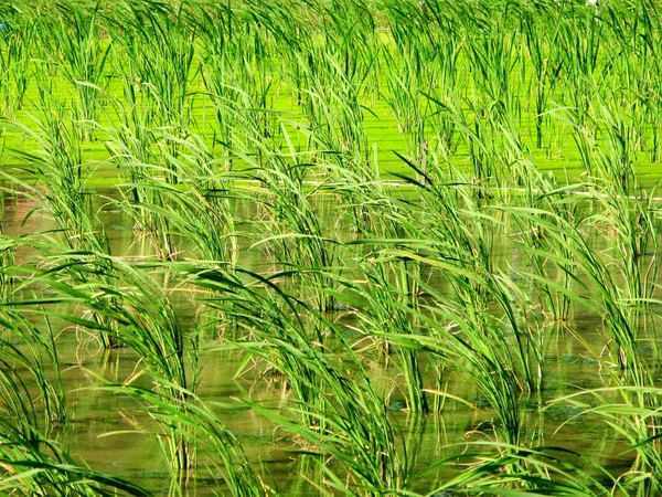Farm crops - Water Bamboo and Duckweed in uper water mix become nice green — Stock Photo, Image
