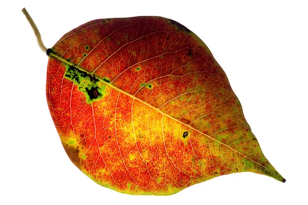 자연 잎을 yellowing — 스톡 사진