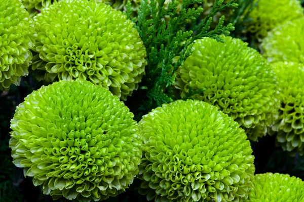 Special Green Chrysanthemum in gardan — Stock Photo © nicholashan #3245846