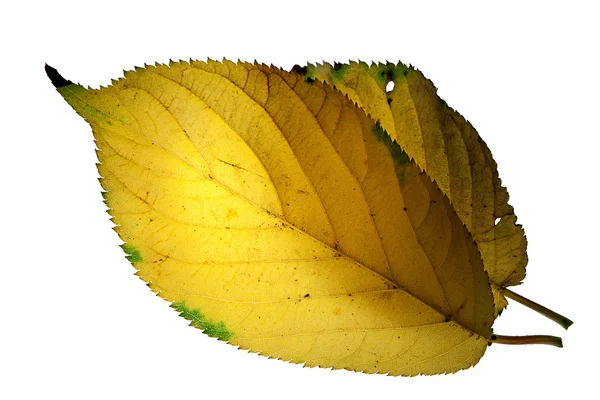 Вишневые листья с подсветкой изолированы белым — стоковое фото