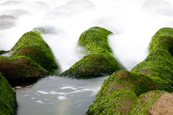 stock image Rocky Seacoast full of green seaweed