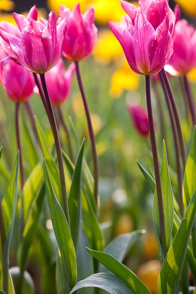 Tulipano rosa con bel colore di sfondo — Foto Stock