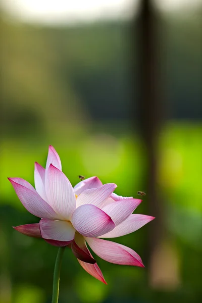 Krásné lotus — Stock fotografie