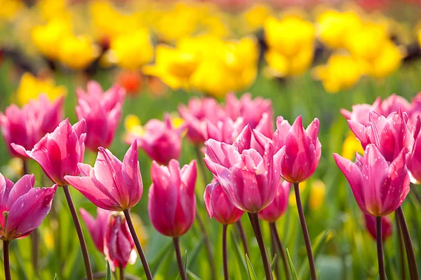 Tulipano rosa con bel colore di sfondo — Foto Stock