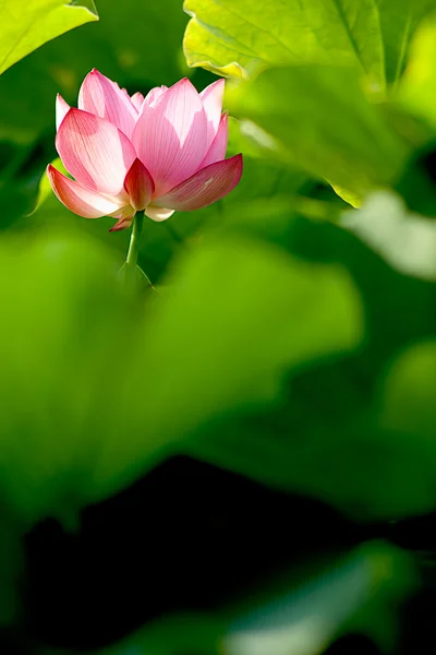 Beautiful Lotus — Stock Photo, Image