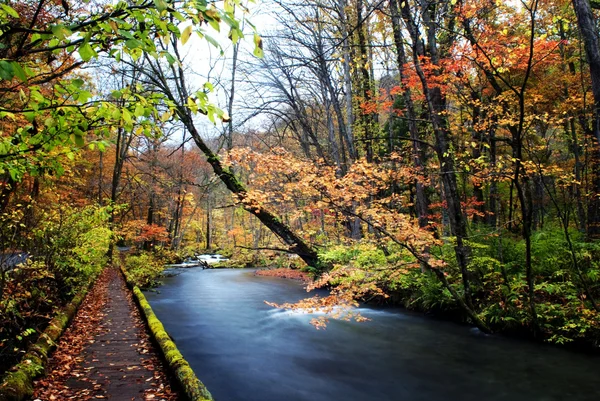 stock image Fall of Oirase, Japan