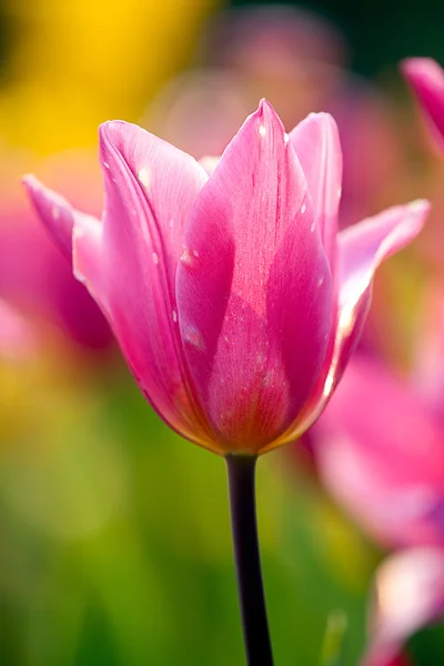 Pink Tulip with nice background color — Stock Photo, Image