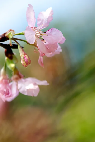 Aislar flor de cerezo con color azul cielo —  Fotos de Stock