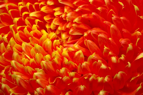 Primer plano rojo Crisantemo —  Fotos de Stock