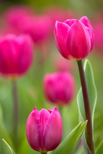 Розовый тюльпан с красивым цветом фона — стоковое фото